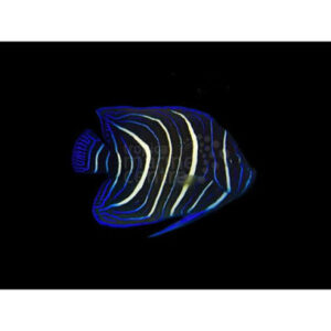 Koran Angelfish Juvenile, stockportmarineandkoi.co.uk