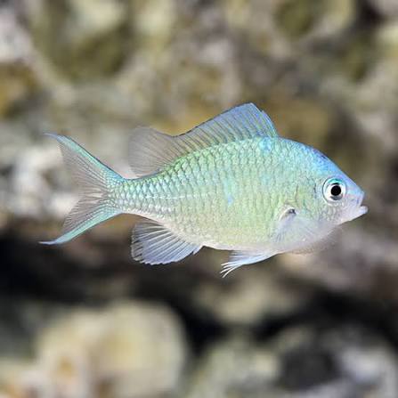 Green Chromis, stockportmarineandkoi.co.uk