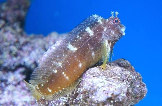 Starry Algae Blenny or Jewel Algae Blenny, stockportmarine.co.uk