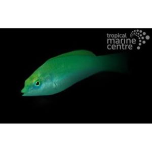 Jade Wrasse, stockportmarineandkoi.co.uk