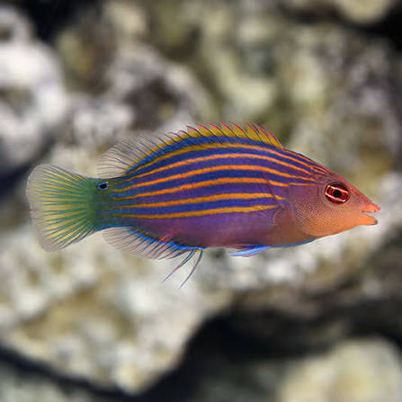Six Line Wrasse,stockportmarineandkoi.co.uk