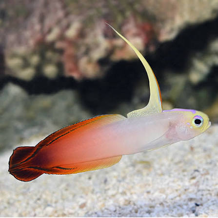 Red Firefish, stockportmarineandkoi.co.uk