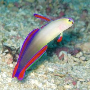 Purple Firefish,stockportmarineandkoi.co.uk