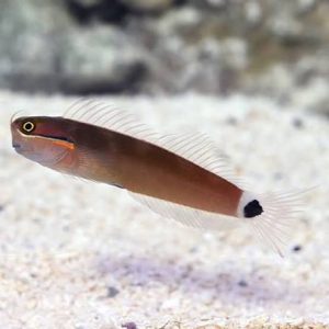 Tailspot Blenny, stockportmarineandki.co.uk