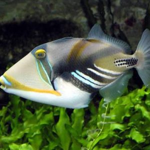 Picasso Trigger, stockportmarineandkoi.co.uk