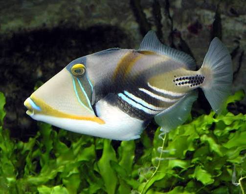 Picasso Trigger, stockportmarineandkoi.co.uk