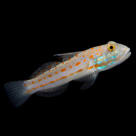 Orange Spot Goby , stockportmarineandkoi.co.uk