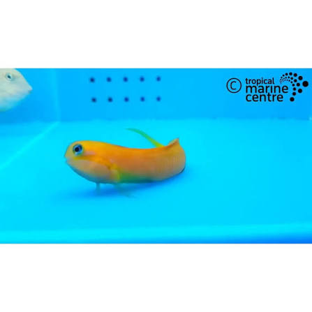 Midas Blenny , stockportmarineandkoi.co.uk