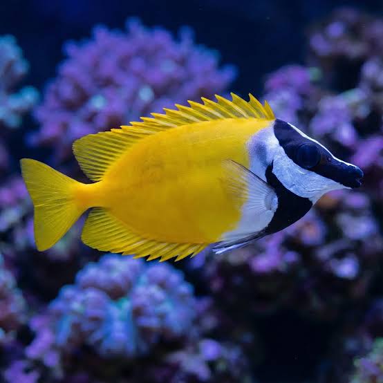Foxface Rabbitfish , stockportmarineandkoi.co.uk
