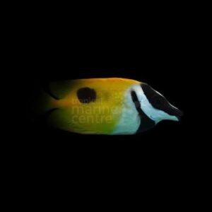Magnificent Foxface, Siganus Magnificus, stockportmarineandkoi.co.uk