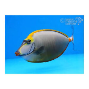Blonde Lipstick Tang, Elegant Tang, stockportmarineandkoi.co.uk
